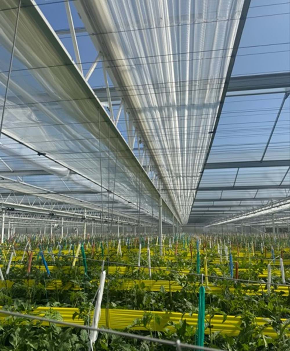 CS2026 Tomerel NL.jpg